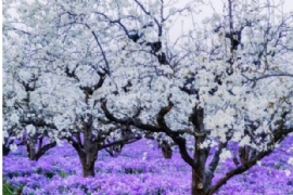 赴一場（chǎng）春日之約 邂逅梨蘭盛（shèng）景